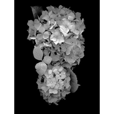 Floral B-W - 29 Black Modern Wood Framed Art Print with Double Matting by Blaustein, Alan