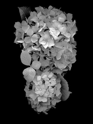 Floral B-W - 29 Black Ornate Wood Framed Art Print with Double Matting by Blaustein, Alan