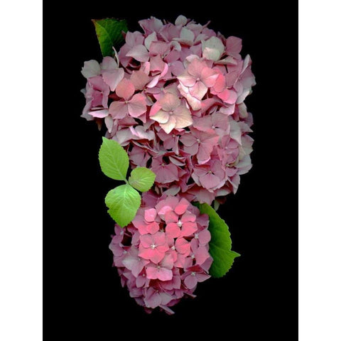 Floral Color - 29 Black Modern Wood Framed Art Print by Blaustein, Alan
