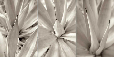 Floral Panel - 4 Black Ornate Wood Framed Art Print with Double Matting by Blaustein, Alan
