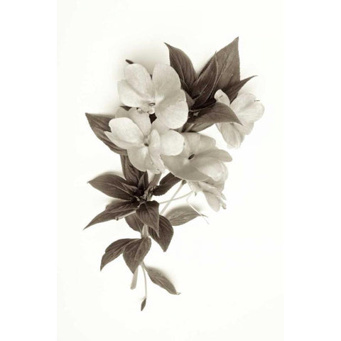 Garden Bloom - 4 Black Modern Wood Framed Art Print by Blaustein, Alan