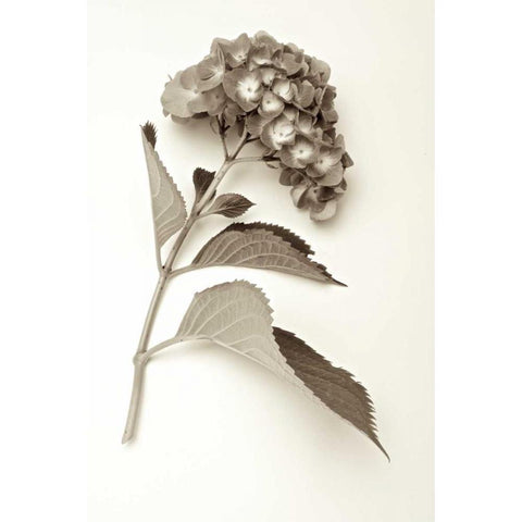 Garden Bloom - 1 Black Modern Wood Framed Art Print with Double Matting by Blaustein, Alan