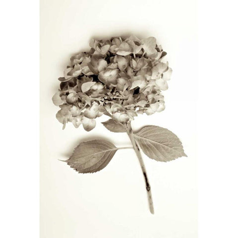 Garden Bloom - 2 Black Modern Wood Framed Art Print with Double Matting by Blaustein, Alan