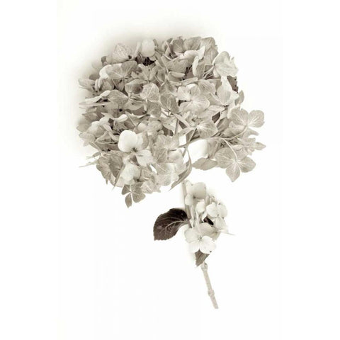 Garden Bloom - 10 White Modern Wood Framed Art Print by Blaustein, Alan