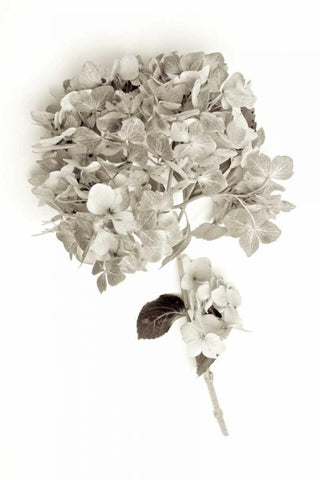 Garden Bloom - 10 Black Ornate Wood Framed Art Print with Double Matting by Blaustein, Alan