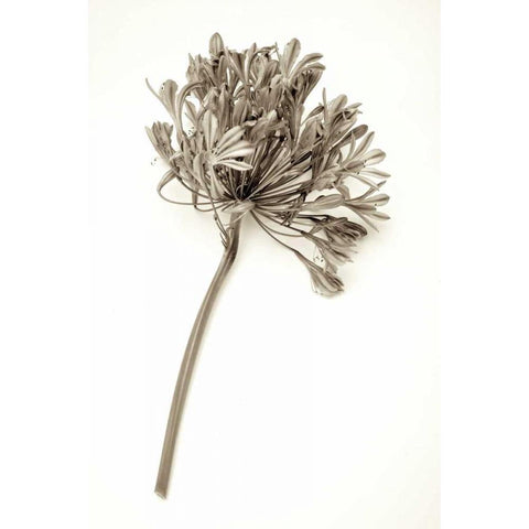 Garden Bloom - 9 White Modern Wood Framed Art Print by Blaustein, Alan