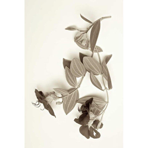 Garden Bloom - 5 Black Modern Wood Framed Art Print with Double Matting by Blaustein, Alan