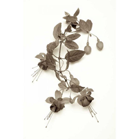Garden Bloom - 7 Black Modern Wood Framed Art Print with Double Matting by Blaustein, Alan