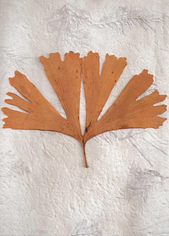 Floral - 30 Black Ornate Wood Framed Art Print with Double Matting by Blaustein, Alan