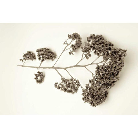 Garden Bloom - 21 White Modern Wood Framed Art Print by Blaustein, Alan