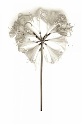 Garden Bloom - 11 White Modern Wood Framed Art Print with Double Matting by Blaustein, Alan