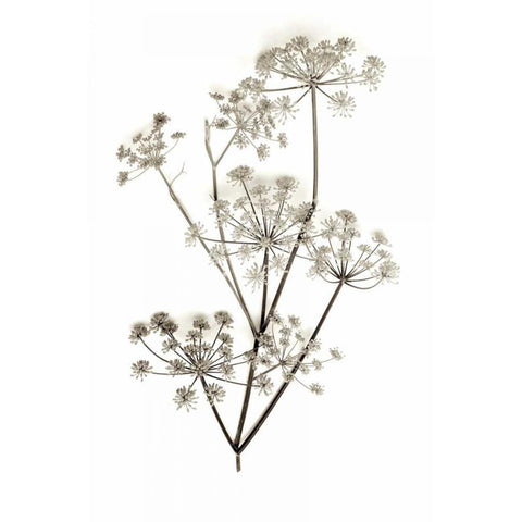 Garden Bloom - 12 Gold Ornate Wood Framed Art Print with Double Matting by Blaustein, Alan