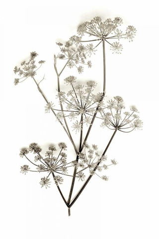 Garden Bloom - 12 Black Ornate Wood Framed Art Print with Double Matting by Blaustein, Alan