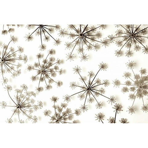 Garden Bloom - 20 White Modern Wood Framed Art Print by Blaustein, Alan