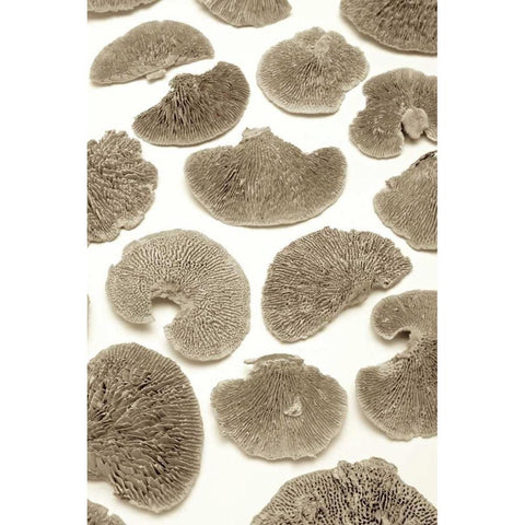 Garden Bloom - 19 Black Modern Wood Framed Art Print by Blaustein, Alan