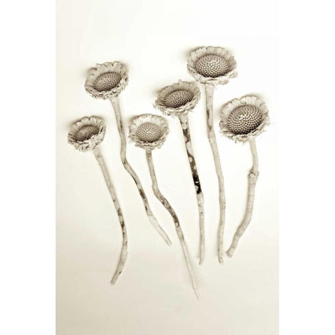 Garden Bloom - 18 Black Modern Wood Framed Art Print with Double Matting by Blaustein, Alan