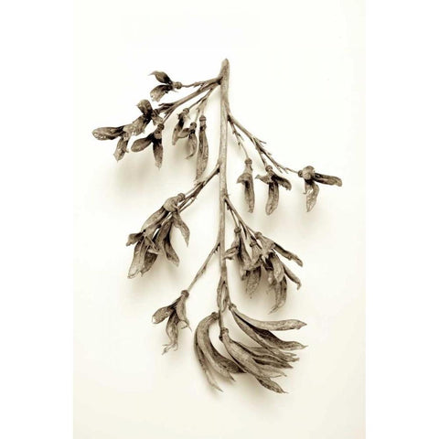 Garden Bloom - 15 Black Modern Wood Framed Art Print by Blaustein, Alan