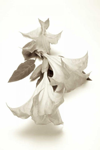 Garden Bloom - 13 White Modern Wood Framed Art Print with Double Matting by Blaustein, Alan