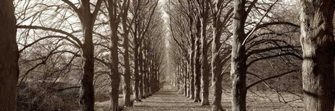 Hampton Gates Promenade - 1 Black Ornate Wood Framed Art Print with Double Matting by Blaustein, Alan