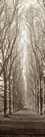 Hampton Gates Promenade White Modern Wood Framed Art Print with Double Matting by Blaustein, Alan