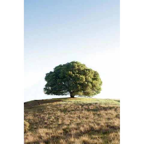 Oak Tree - 77 Black Modern Wood Framed Art Print with Double Matting by Blaustein, Alan