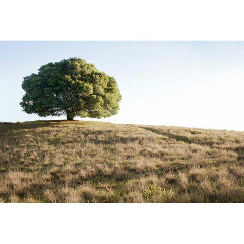 Oak Tree - 76 White Modern Wood Framed Art Print by Blaustein, Alan