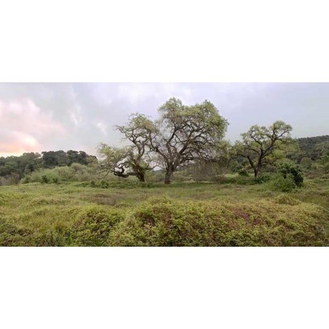 Oak Tree Pano - 133 Black Modern Wood Framed Art Print by Blaustein, Alan