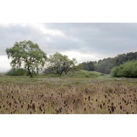 Oak Tree - 81 Black Modern Wood Framed Art Print with Double Matting by Blaustein, Alan