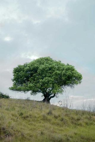 Oak Tree - 80 White Modern Wood Framed Art Print with Double Matting by Blaustein, Alan