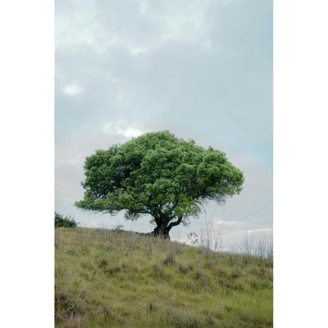 Oak Tree - 80 Black Modern Wood Framed Art Print with Double Matting by Blaustein, Alan