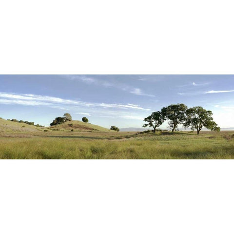 Oak Tree - 82 Black Modern Wood Framed Art Print with Double Matting by Blaustein, Alan