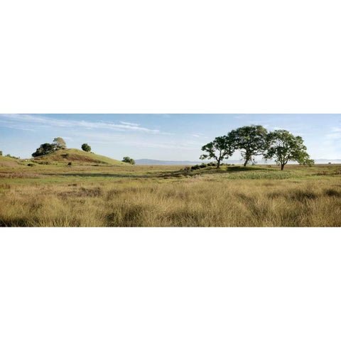 Oak Tree - 83 Black Modern Wood Framed Art Print by Blaustein, Alan
