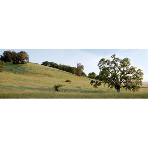 Oak Tree Pano - 91 Gold Ornate Wood Framed Art Print with Double Matting by Blaustein, Alan