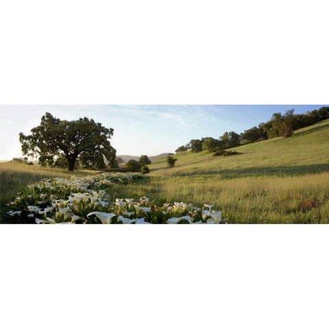 Oak Tree Pano - 92 Gold Ornate Wood Framed Art Print with Double Matting by Blaustein, Alan