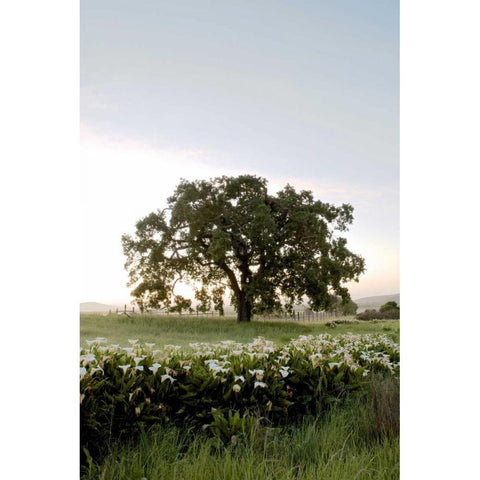 Oak Tree - 84 Gold Ornate Wood Framed Art Print with Double Matting by Blaustein, Alan