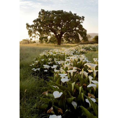 Oak Tree - 88 White Modern Wood Framed Art Print by Blaustein, Alan