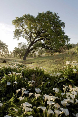 Oak Tree - 90 White Modern Wood Framed Art Print with Double Matting by Blaustein, Alan