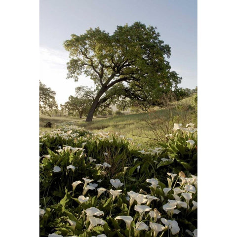 Oak Tree - 90 Black Modern Wood Framed Art Print by Blaustein, Alan
