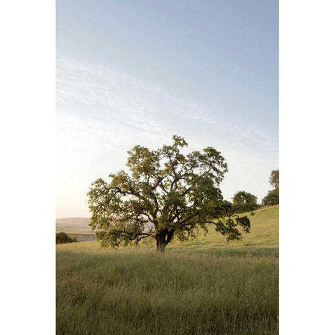 Oak Tree - 87 Black Modern Wood Framed Art Print with Double Matting by Blaustein, Alan