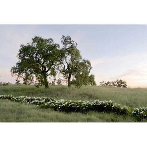 Oak Tree - 85 White Modern Wood Framed Art Print by Blaustein, Alan