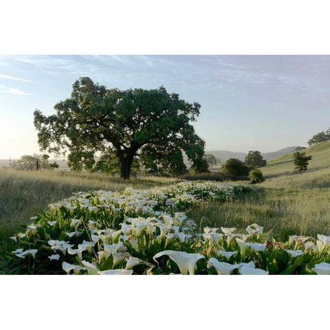 Oak Tree - 89 Black Modern Wood Framed Art Print by Blaustein, Alan