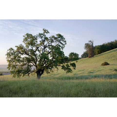 Oak Tree - 86 Black Modern Wood Framed Art Print with Double Matting by Blaustein, Alan