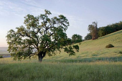 Oak Tree - 86 White Modern Wood Framed Art Print with Double Matting by Blaustein, Alan
