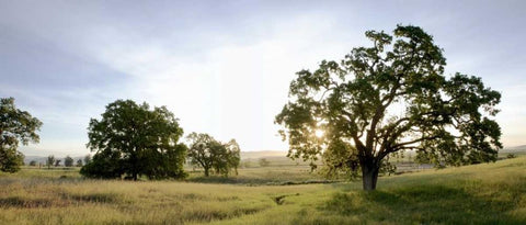 Oak Tree Pano - 98 White Modern Wood Framed Art Print with Double Matting by Blaustein, Alan