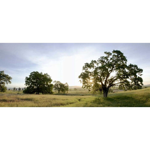 Oak Tree Pano - 98 Black Modern Wood Framed Art Print with Double Matting by Blaustein, Alan