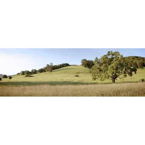 Oak Tree Pano - 99 Gold Ornate Wood Framed Art Print with Double Matting by Blaustein, Alan