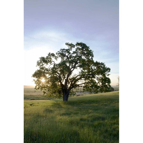 Oak Tree - 95 White Modern Wood Framed Art Print by Blaustein, Alan