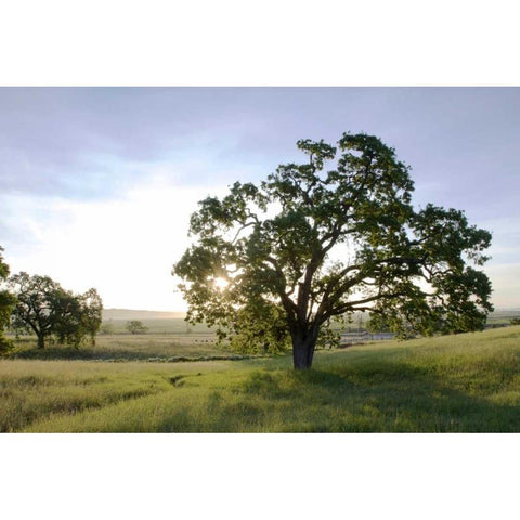Oak Tree - 96 White Modern Wood Framed Art Print by Blaustein, Alan