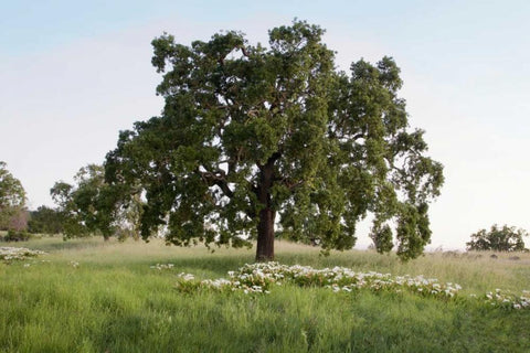 Oak Tree - 93 Black Ornate Wood Framed Art Print with Double Matting by Blaustein, Alan