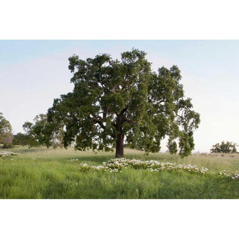 Oak Tree - 93 Black Modern Wood Framed Art Print by Blaustein, Alan